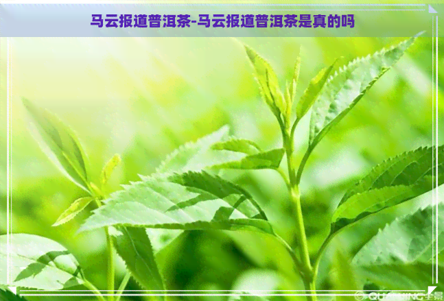 马云报道普洱茶-马云报道普洱茶是真的吗