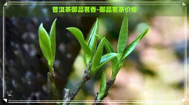 普洱茶御品茗香-御品茗茶价格