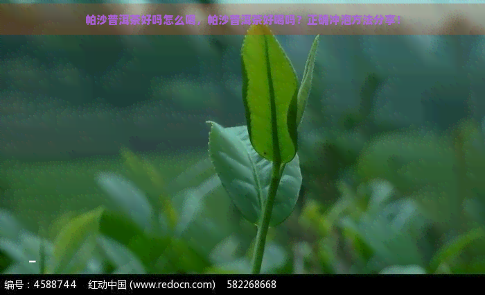 帕沙普洱茶好吗怎么喝，帕沙普洱茶好喝吗？正确冲泡方法分享！