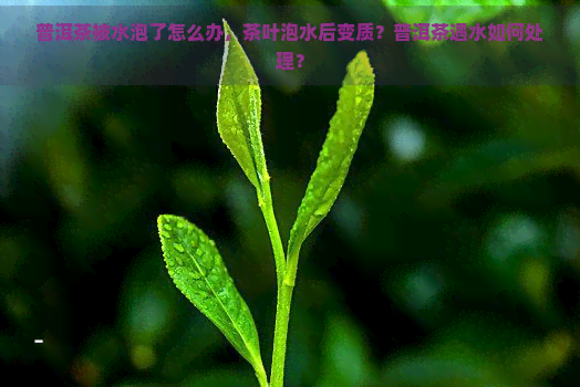 普洱茶被水泡了怎么办，茶叶泡水后变质？普洱茶遇水如何处理？