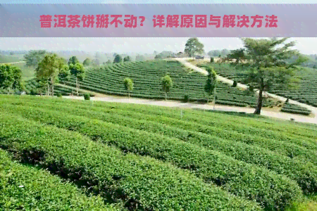 普洱茶饼掰不动？详解原因与解决方法