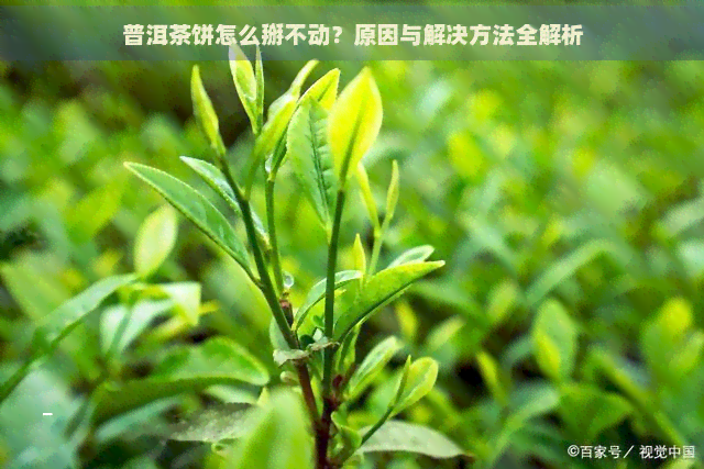 普洱茶饼怎么掰不动？原因与解决方法全解析