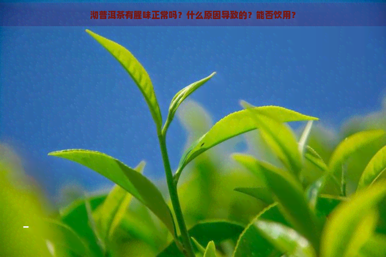 沏普洱茶有腥味正常吗？什么原因导致的？能否饮用？