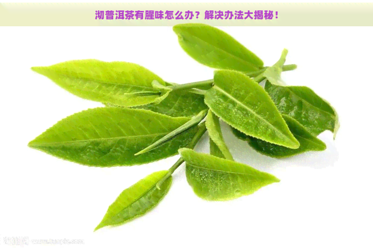 沏普洱茶有腥味怎么办？解决办法大揭秘！