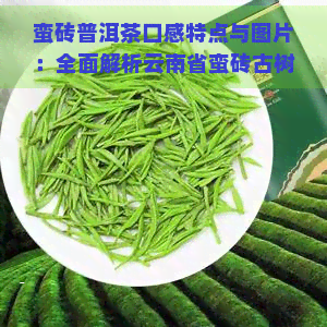 蛮砖普洱茶口感特点与图片：全面解析云南省蛮砖古树普洱茶价格与所有茶区特性