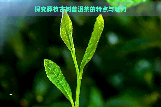 探究莽枝古树普洱茶的特点与魅力