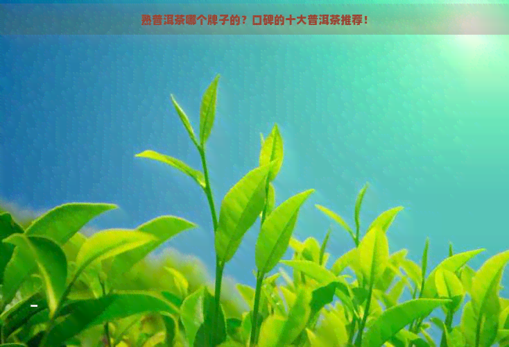 熟普洱茶哪个牌子的？口碑的十大普洱茶推荐！