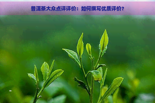 普洱茶大众点评评价：如何撰写优质评价？