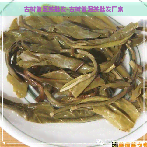 古树普洱茶批发-古树普洱茶批发厂家