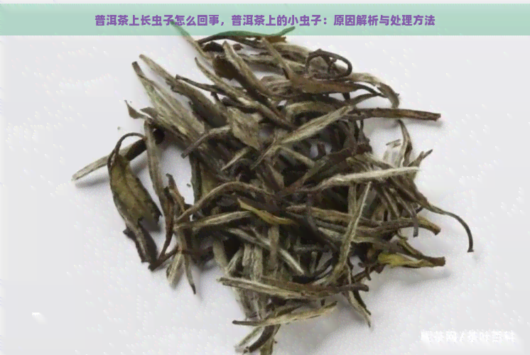 普洱茶上长虫子怎么回事，普洱茶上的小虫子：原因解析与处理方法