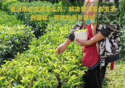 普洱茶长虫子怎么办，解决普洱茶长虫子的困扰：有效方法与建议