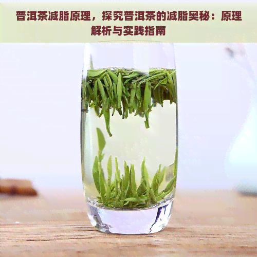 普洱茶减脂原理，探究普洱茶的减脂奥秘：原理解析与实践指南