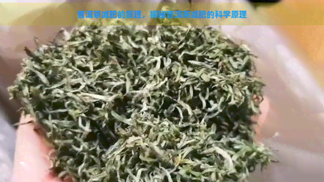 普洱茶减肥的原理，揭秘普洱茶减肥的科学原理