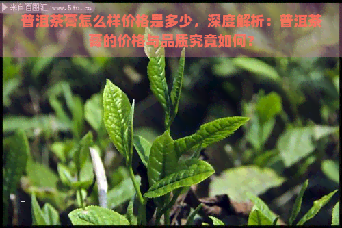 普洱茶膏怎么样价格是多少，深度解析：普洱茶膏的价格与品质究竟如何？