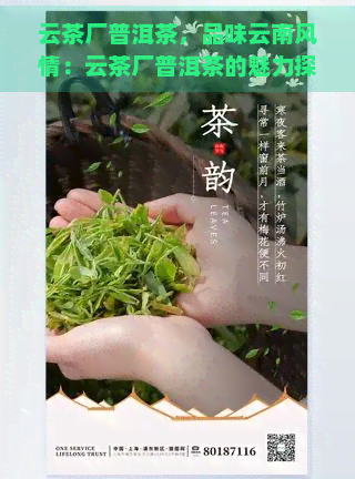 云茶厂普洱茶，品味云南风情：云茶厂普洱茶的魅力探究