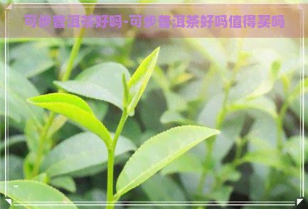 可步普洱茶好吗-可步普洱茶好吗值得买吗