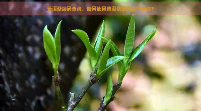 普洱茶编码查询，如何使用普洱茶编码进行查询？