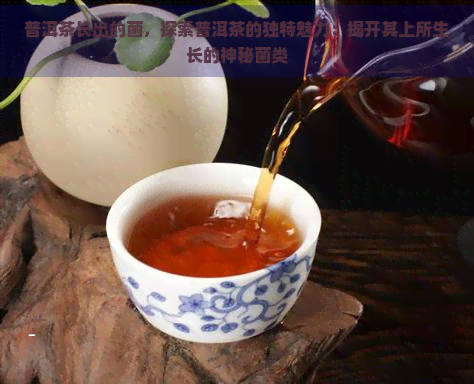 普洱茶长出的菌，探索普洱茶的独特魅力：揭开其上所生长的神秘菌类