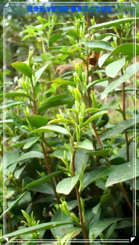 西盟瓦山普洱茶-西盟佤山古树茶