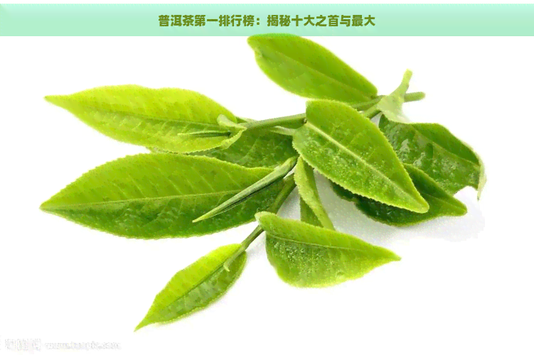 普洱茶之一排行榜：揭秘十大之首与更大