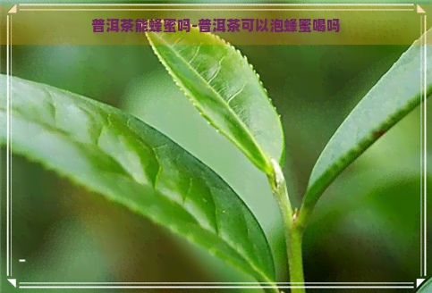 普洱茶能蜂蜜吗-普洱茶可以泡蜂蜜喝吗