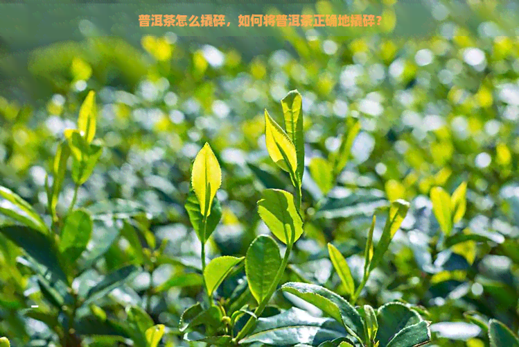 普洱茶怎么撬碎，如何将普洱茶正确地撬碎？