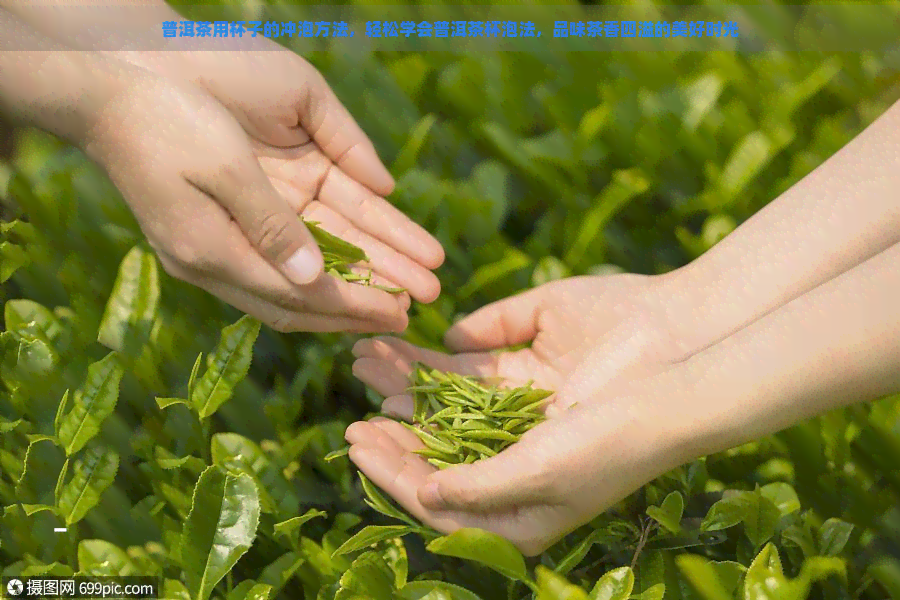 普洱茶用杯子的冲泡方法，轻松学会普洱茶杯泡法，品味茶香四溢的美好时光