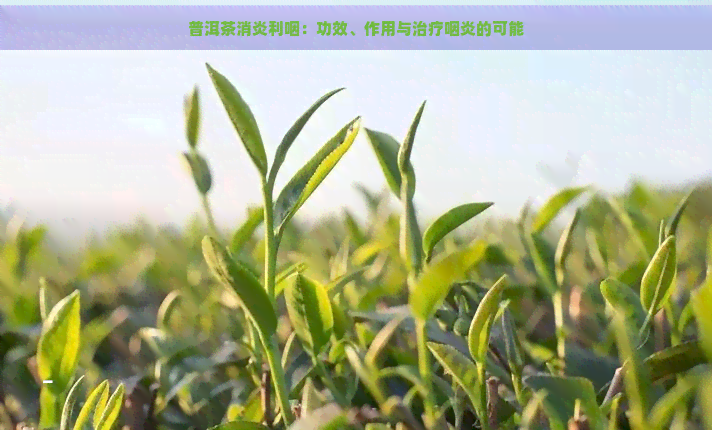 普洱茶消炎利咽：功效、作用与治疗咽炎的可能