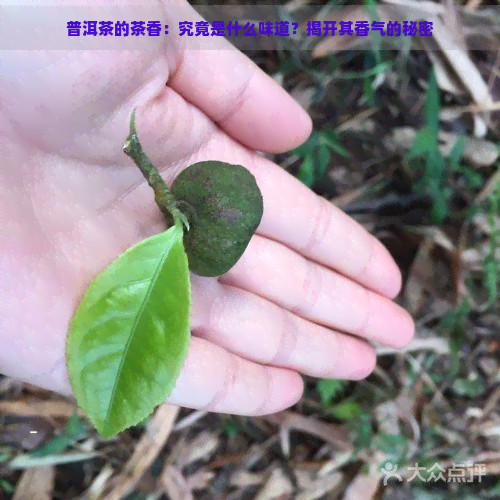 普洱茶的茶香：究竟是什么味道？揭开其香气的秘密