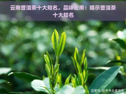 云南普洱茶十大知名，品味云南：揭示普洱茶十大知名