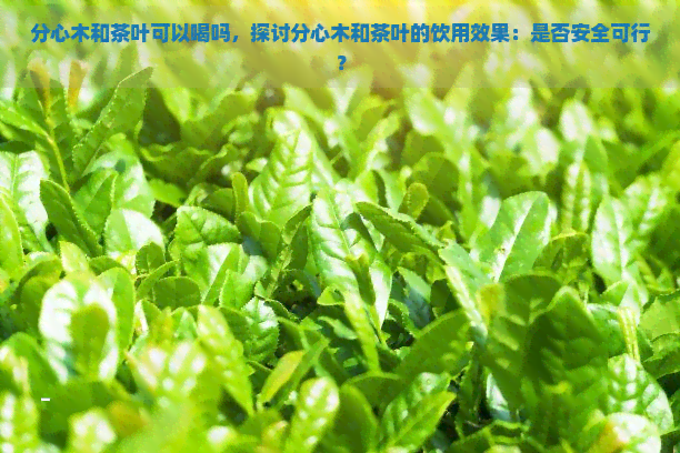 分心木和茶叶可以喝吗，探讨分心木和茶叶的饮用效果：是否安全可行？