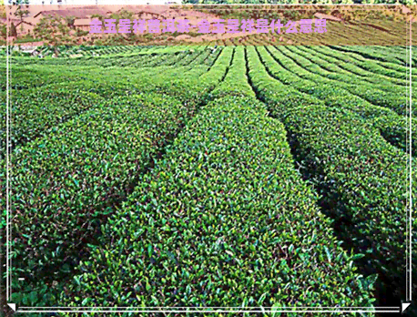 金玉呈祥普洱茶-金玉呈祥是什么意思