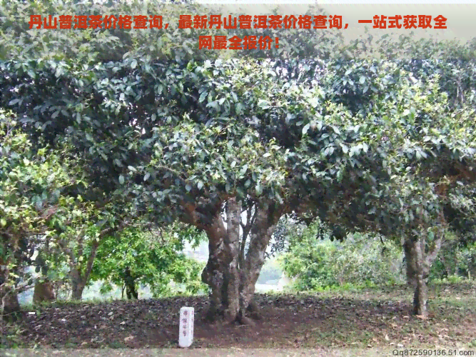 丹山普洱茶价格查询，最新丹山普洱茶价格查询，一站式获取全网最全报价！