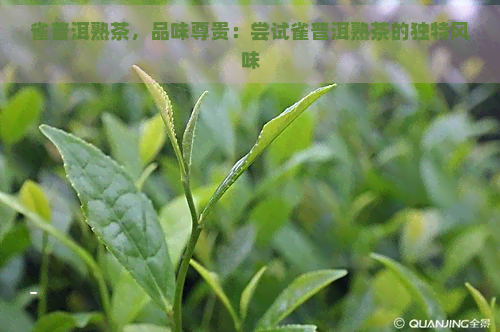 雀普洱熟茶，品味尊贵：尝试雀普洱熟茶的独特风味