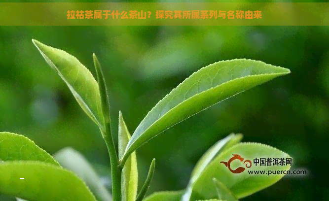 拉祜茶属于什么茶山？探究其所属系列与名称由来