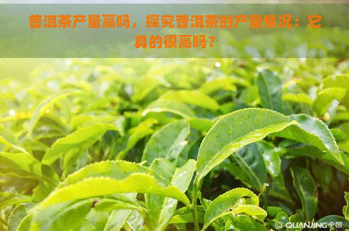 普洱茶产量高吗，探究普洱茶的产量情况：它真的很高吗？