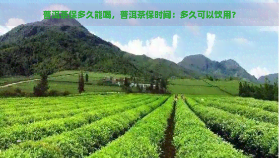 普洱茶保多久能喝，普洱茶保时间：多久可以饮用？