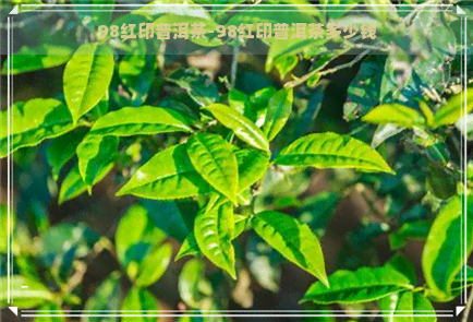 98红印普洱茶-98红印普洱茶多少钱