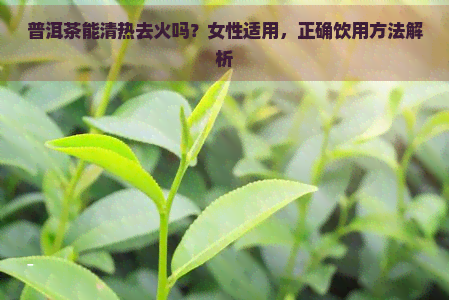 普洱茶能清热去火吗？女性适用，正确饮用方法解析