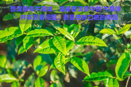 普洱茶有牛屎味，揭秘普洱茶中的'牛屎味'：并非质量问题，而是独特口感的体现