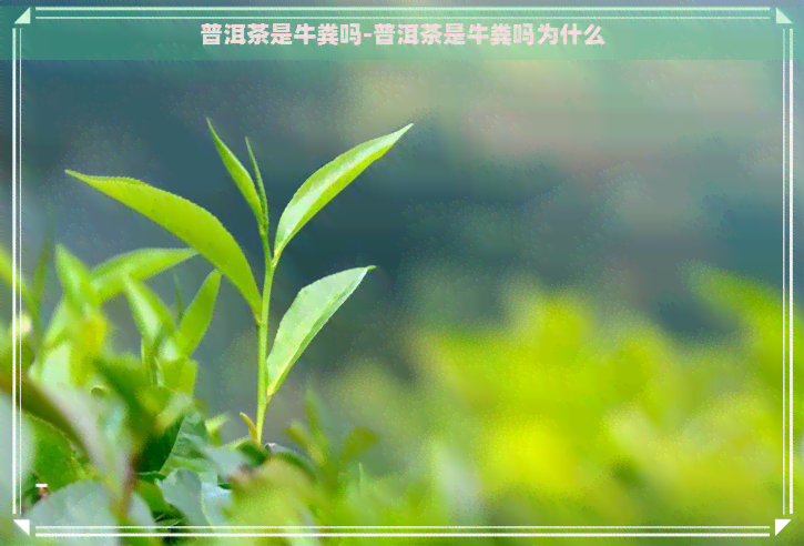 普洱茶是牛粪吗-普洱茶是牛粪吗为什么