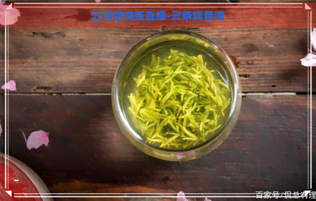 云萍普洱茶直播-云茶牌普洱