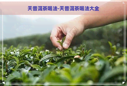 天普洱茶喝法-天普洱茶喝法大全