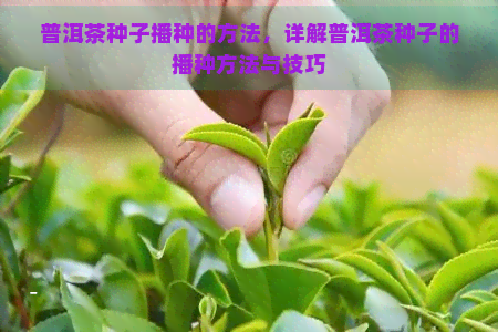 普洱茶种子播种的方法，详解普洱茶种子的播种方法与技巧