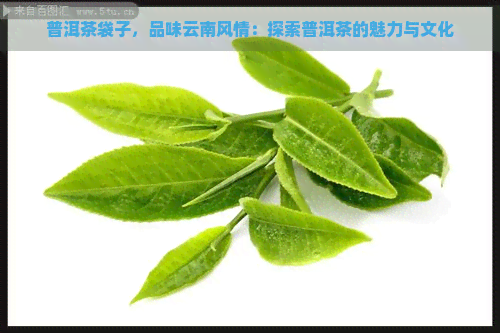 普洱茶袋子，品味云南风情：探索普洱茶的魅力与文化