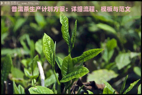 普洱茶生产计划方案：详细流程、模板与范文