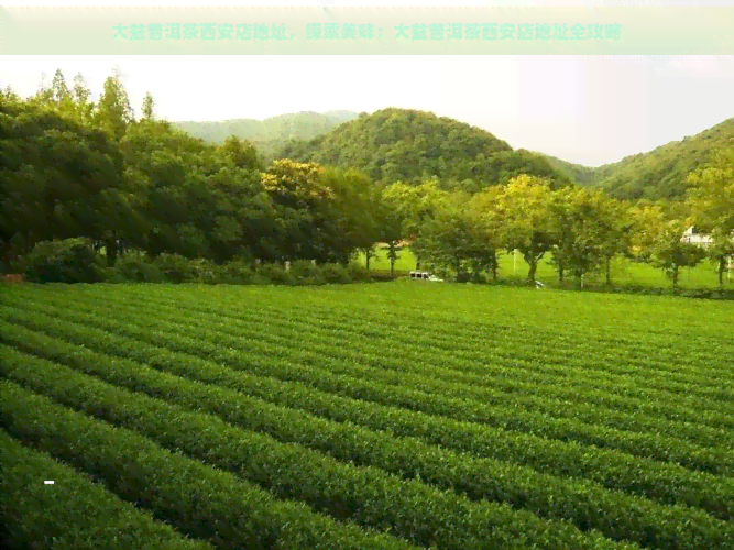 大益普洱茶西安店地址，探索美味：大益普洱茶西安店地址全攻略