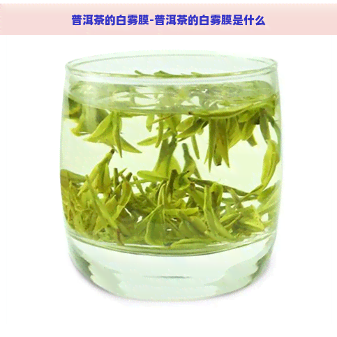 普洱茶的白雾膜-普洱茶的白雾膜是什么