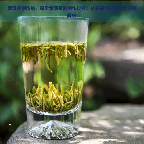 普洱茶制作的，探索普洱茶的制作过程：从采摘到发酵的全过程解析