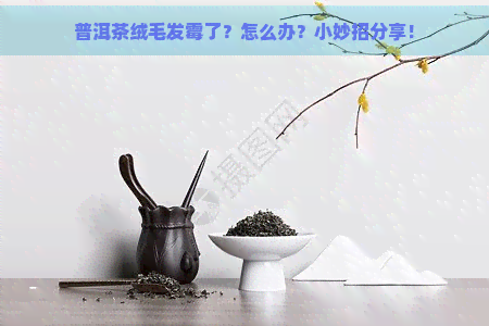 普洱茶绒毛发霉了？怎么办？小妙招分享！